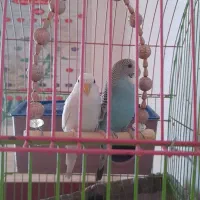 یک جفت مرغ عشق با قفس