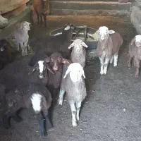 گوسفند بره دار سالم جوان ۸راس|حیوانات مزرعه|سرعین, |دیوار