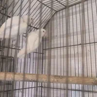 فروش طوطی برزیلی جفت های مولد اوپال و لبینو فیشر