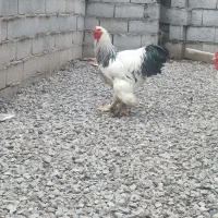 خروس برهما لایت . نژاد اصل رومانی|حیوانات مزرعه|محمودآباد, |دیوار