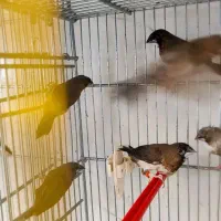 تعدادی فنج بنگالی یا پرستار|پرنده|تهران, اسکندری|دیوار