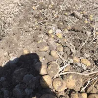 سیب زمینی تازه و درجه یک