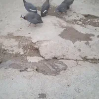 مرغ شاخدار