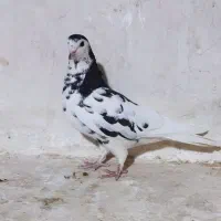 کبوتر شهری یال خوشرنگ سیاه سوسنی قهوه ای|پرنده|شیراز, شهرک جماران|دیوار