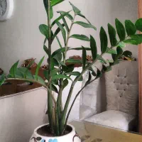 گل گلدان