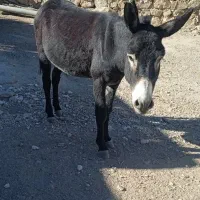 الاغ|حیوانات مزرعه|دهدشت, |دیوار