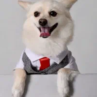 سگ پامر نر جفتگیری