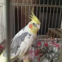 عروس هلندی  بخوب