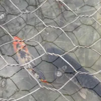 کوی مولد و بزرگ|ماهی|رشت, یخسازی|دیوار