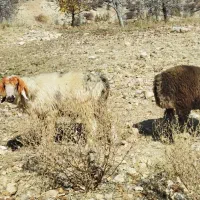 بره قوچ|حیوانات مزرعه|مارگون, |دیوار