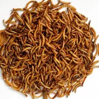 میلورم درجه‌یک زنده، خشک ، مولد و سوپرورم