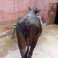 گاو|حیوانات مزرعه|خاوه, |دیوار