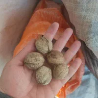 گردوی درجه ۱