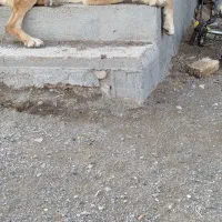 سگ نر دیوانه