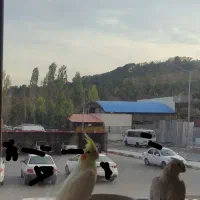 معاوضه ی عروس هلندی با برزیلی