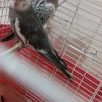 عروس هلندی|پرنده|بومهن, |دیوار