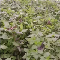 ریحون قشنگ گلخونه ای|خوردنی و آشامیدنی|یزد, |دیوار