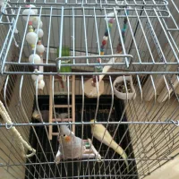 عروس هلندی|پرنده|گرمدره, |دیوار