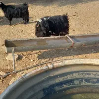 ۵ عدد بز ۱ تیشتر نر