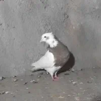 کبوتر طوقی|پرنده|اسفرورین, |دیوار