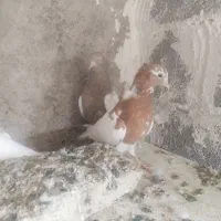 طوقی طوق زرد طوق سرخ کله سینه|پرنده|شیراز, کوشک میدان|دیوار