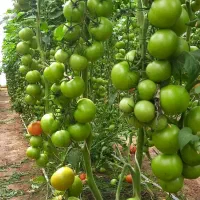 کود طبیعی بخر