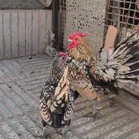 جوجه مینیاتوری