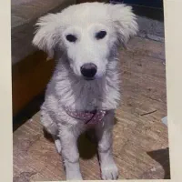 واگذاری رایگان سگ بالغ