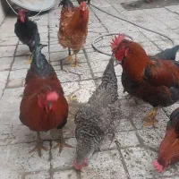 خروس ۸ماهه درجه یک