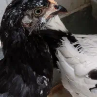 جوجه مرغ و خروس گلین