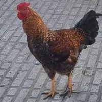 مرغ و خروس