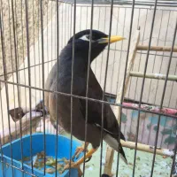 مرغ مینا|پرنده|قدس, شهر‌قدس|دیوار