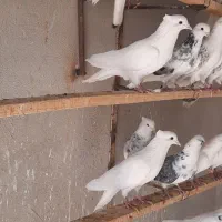 کبوتر سفید
