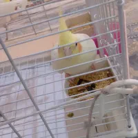 یک جفت طوطی عروس به همراه تخم و لوازم کاملا رام