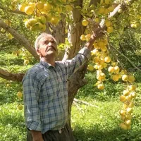 هرس درخت میوه