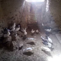 هشت کفتر خوب آسمون ندیده