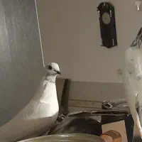 فروش ۴ عدد کبوتر|پرنده|خرمدره, |دیوار