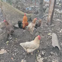 مرغ و خروس سالم