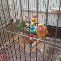 جفت کوتوله مولد