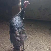 بقلمون برنز