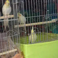 عروس هلندی