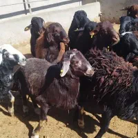 بره چاق|حیوانات مزرعه|بوئین زهرا, |دیوار