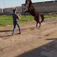 نریان ۴ساله عرب کرد