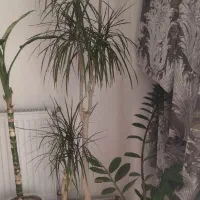 گل دراسینا دراسنا بزرگ