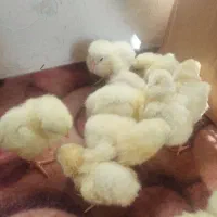 جوجه گوشتی و جوجه شاخدار و اردک محلی