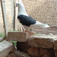 دوکتی مشکی|پرنده|اصفهان, محمودآباد|دیوار