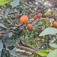 فروش سر درختی باغ پرتقال و نارنگی و پچ|فروش دفتر صنعتی، کشاورزی، تجاری|نوکنده, |دیوار