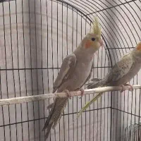 دو عدد جوجه عروس