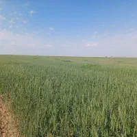 زمین کشاورزی اجاره داده می‌شود|اجارهٔ دفتر صنعتی، کشاورزی، تجاری|رامشیر, |دیوار