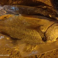 ماهی شانک صید الان|ماهی|بندر دیر, |دیوار